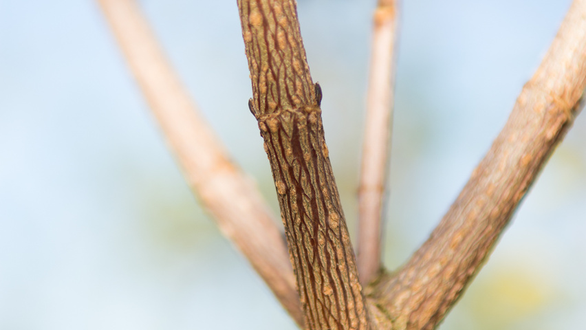 Acer campestre twigs