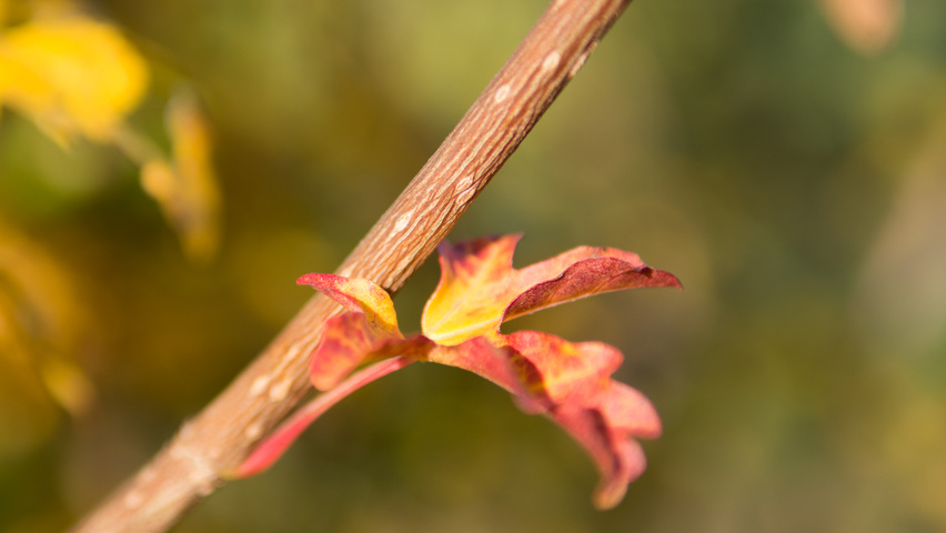 Acer campestre twigs