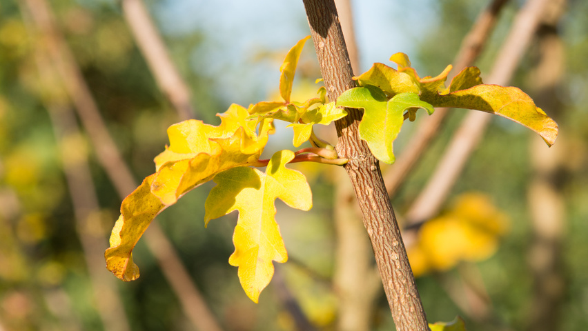 Acer campestre twigs