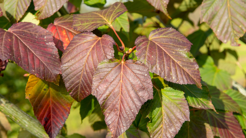 Acer capillipes herfstblad
