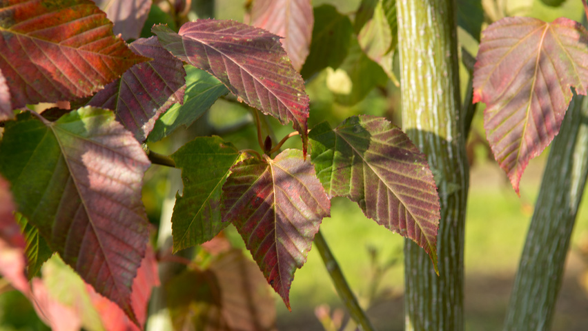 Acer capillipes herfstblad