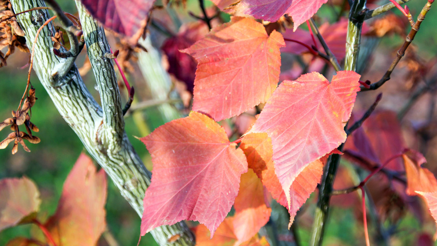 Acer capillipes herfstblad