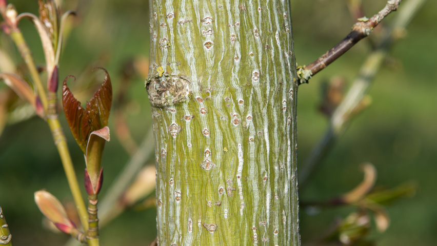 Acer capillipes bast