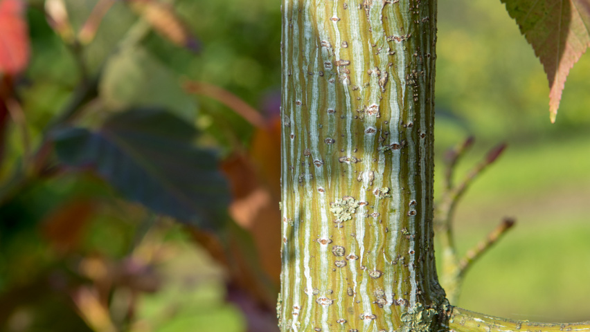 Acer capillipes bast