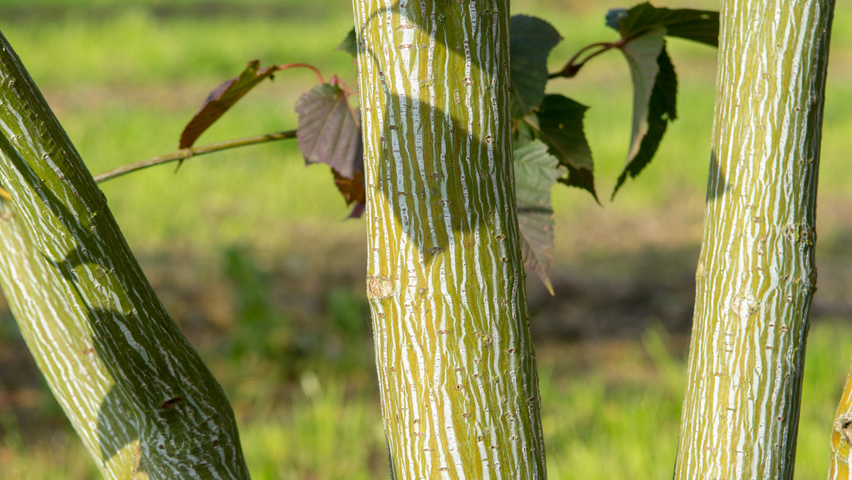 Acer capillipes bast