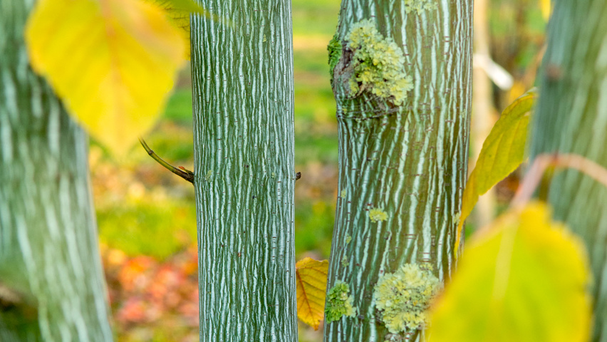 Acer capillipes bast