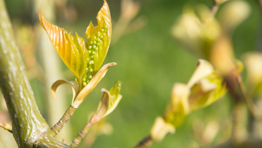 Acer capillipes bloem