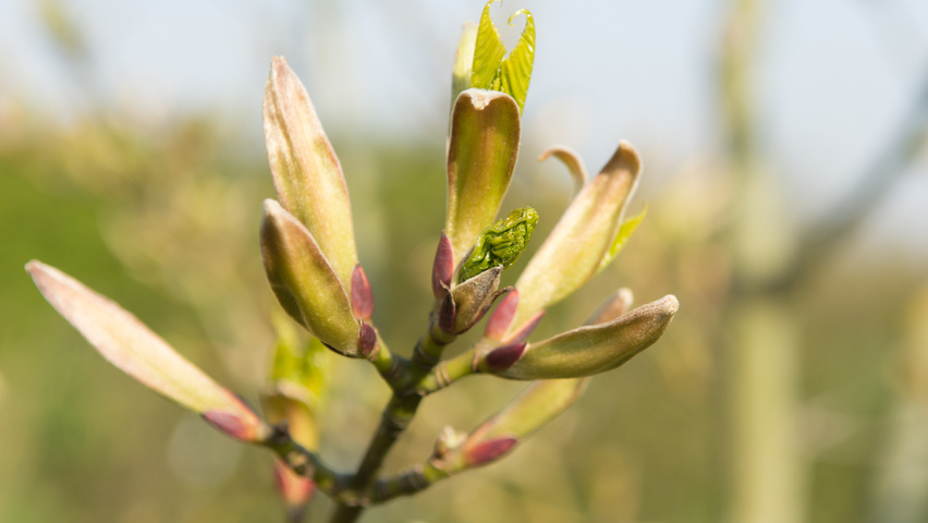 Acer capillipes bloem