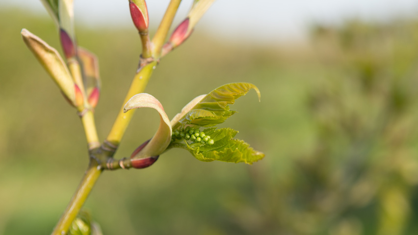 Acer capillipes bloem