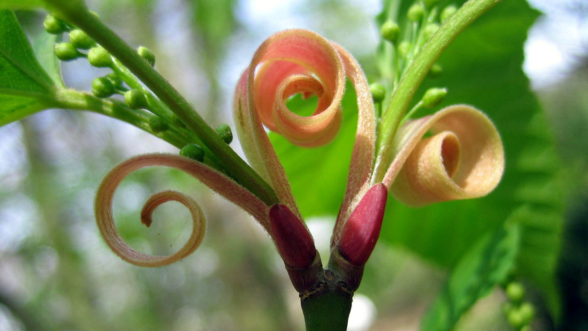 Acer capillipes bloem