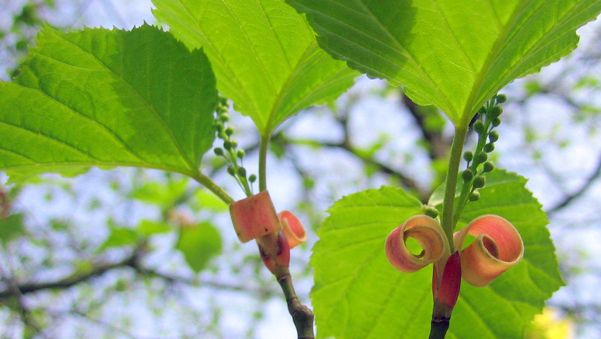 Acer capillipes bloem