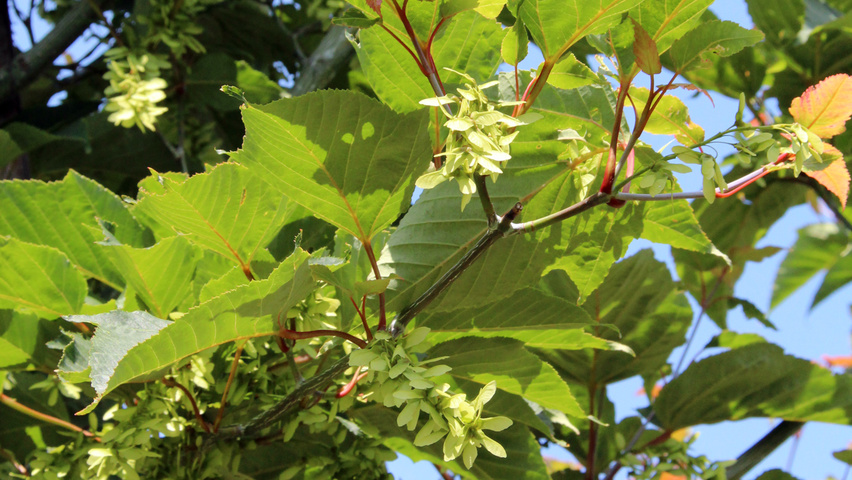 Acer capillipes vrucht