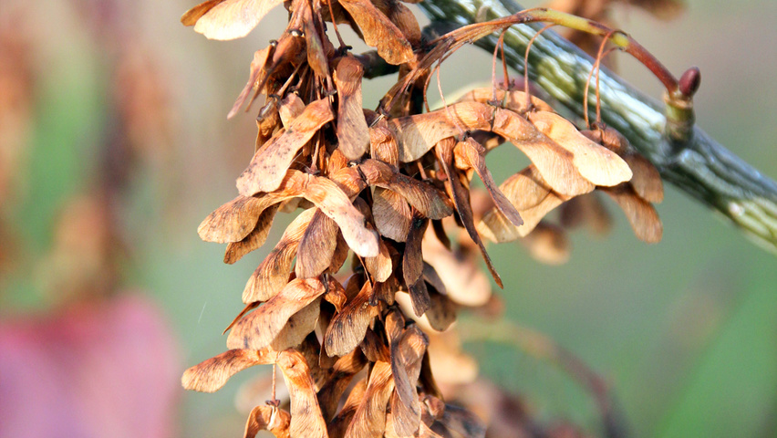 Acer capillipes vrucht