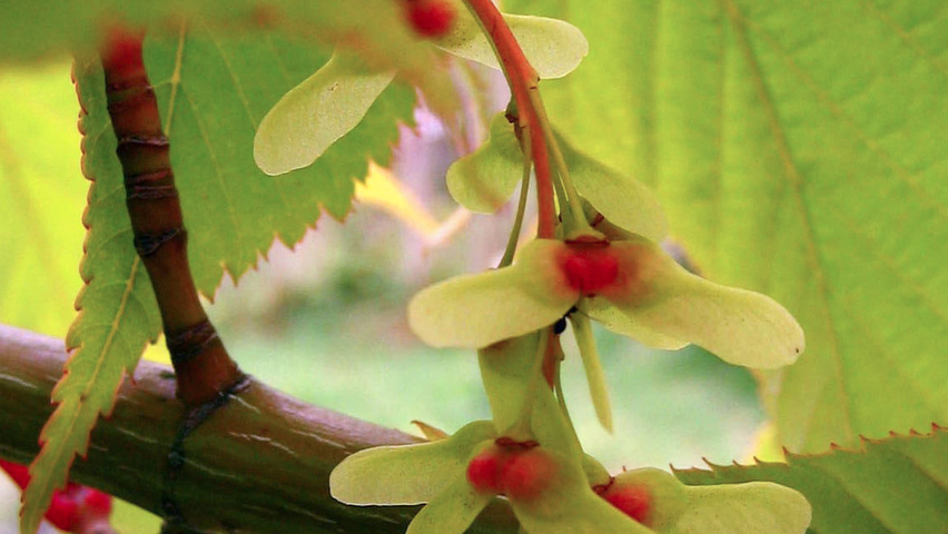 Acer capillipes vrucht