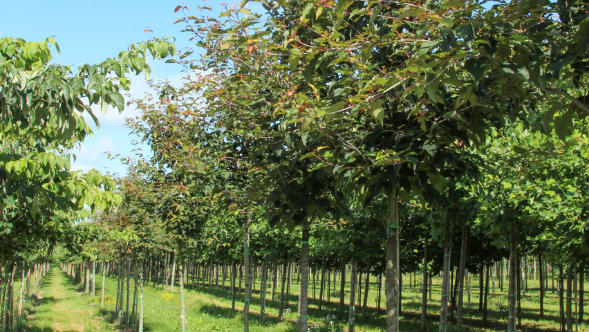 Acer capillipes hoogstam