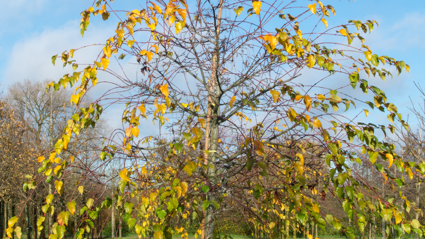Acer capillipes hoogstam