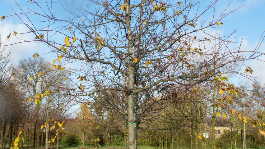 Acer capillipes hoogstam