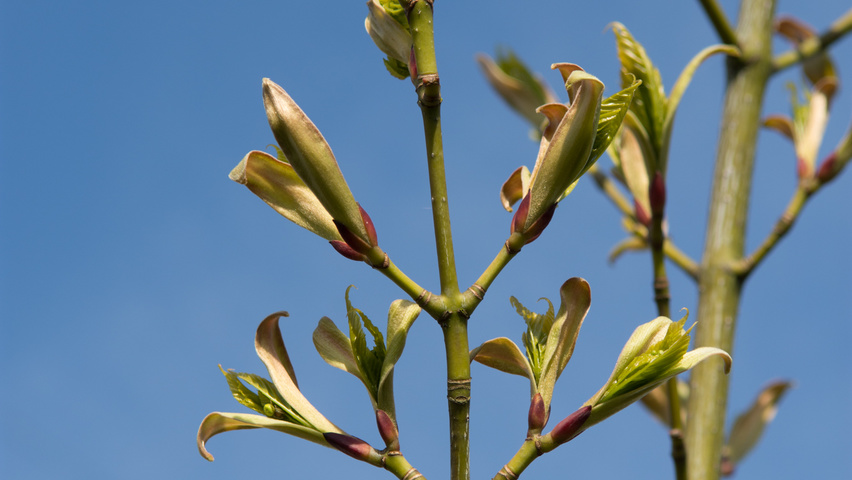 Acer capillipes blad