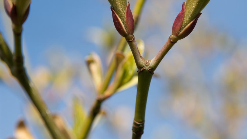 Acer capillipes blad