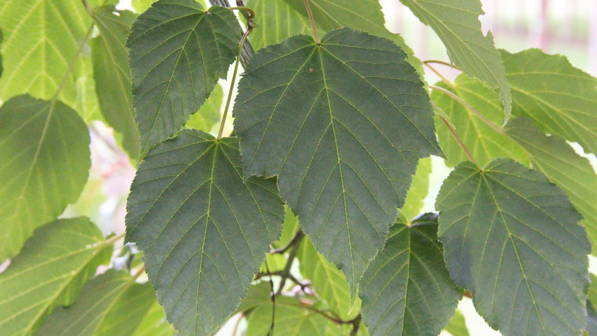 Acer capillipes blad