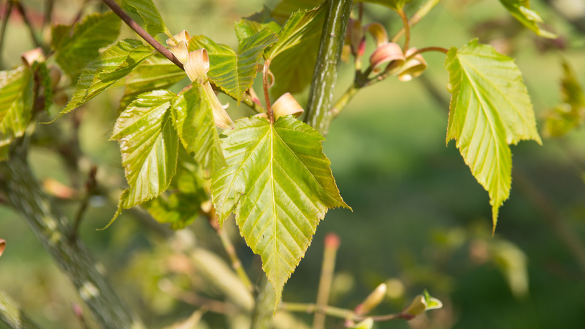 Acer capillipes blad
