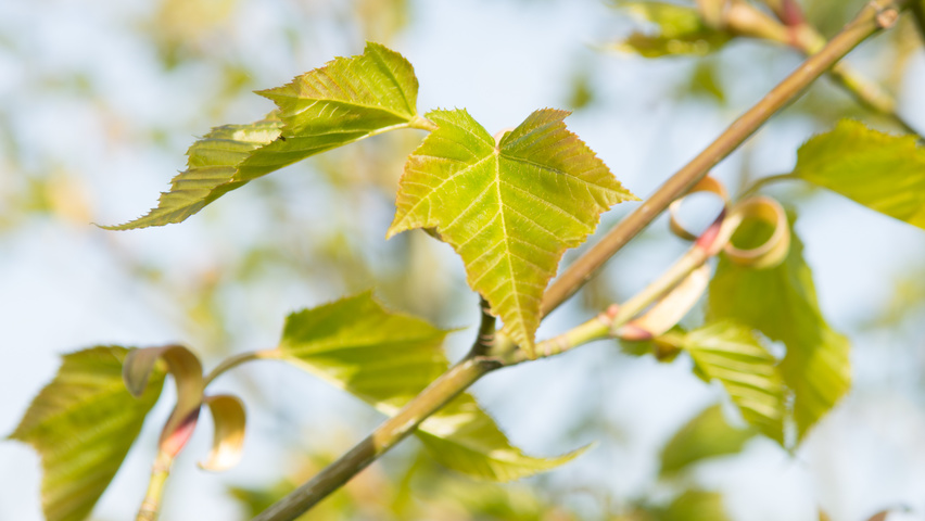 Acer capillipes blad