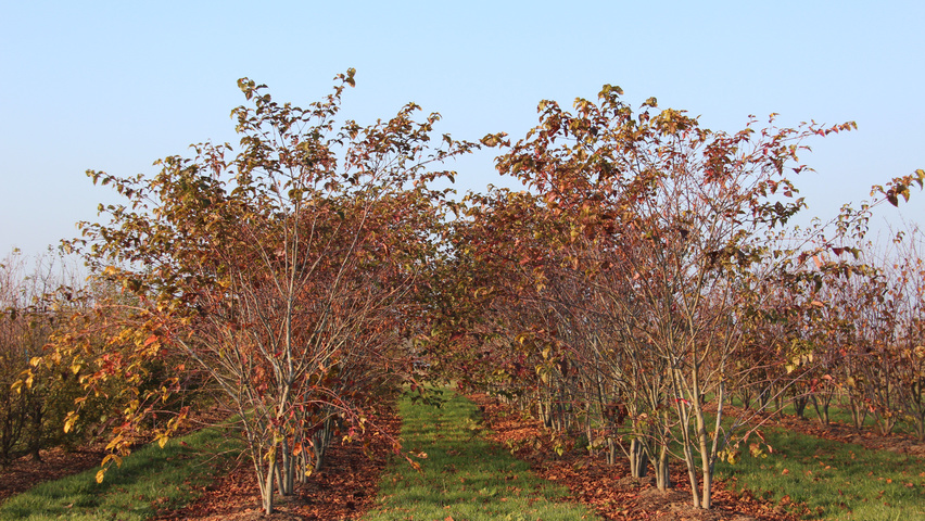 Acer capillipes meerstammig