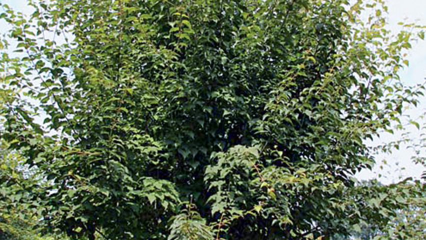 Acer capillipes meerstammig