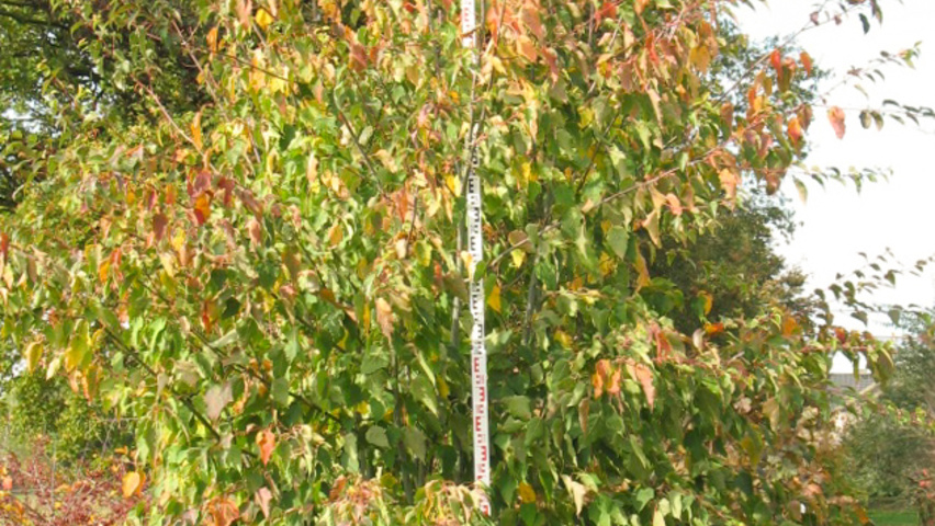 Acer capillipes meerstammig