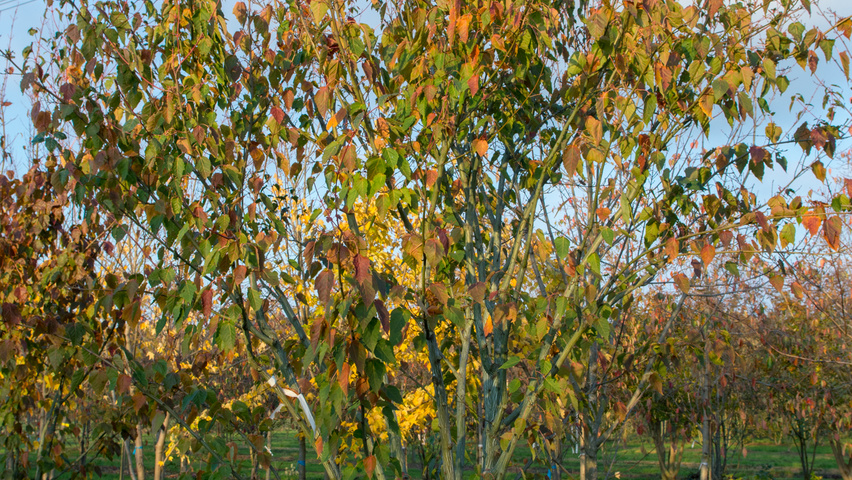 Acer capillipes meerstammig parasol