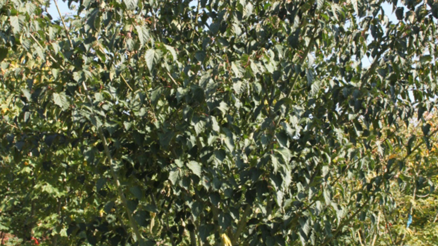 Acer capillipes meerstammig parasol