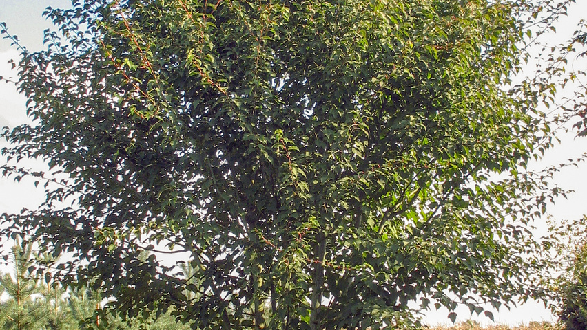 Acer capillipes meerstammig parasol