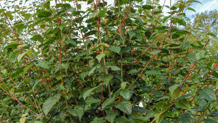 Acer capillipes solitair heesters