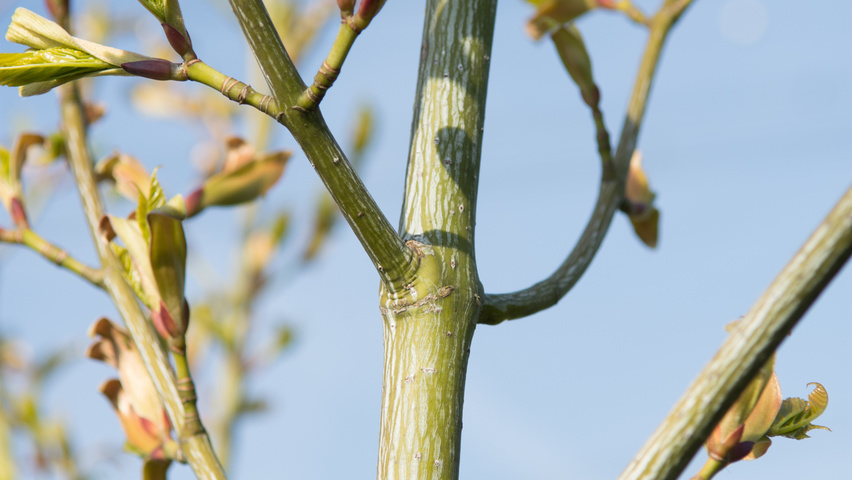 Acer capillipes twijgen