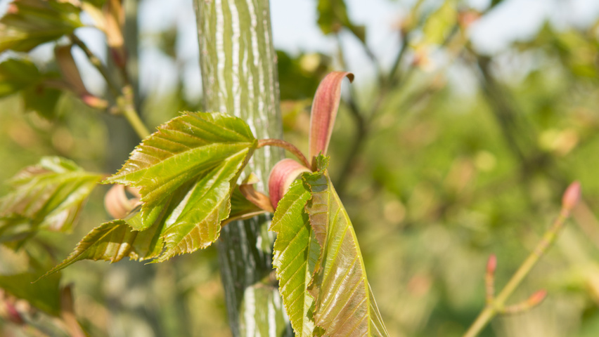 Acer capillipes twijgen