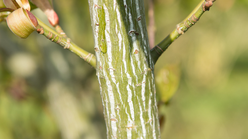 Acer capillipes twijgen