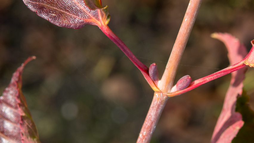 Acer capillipes twijgen