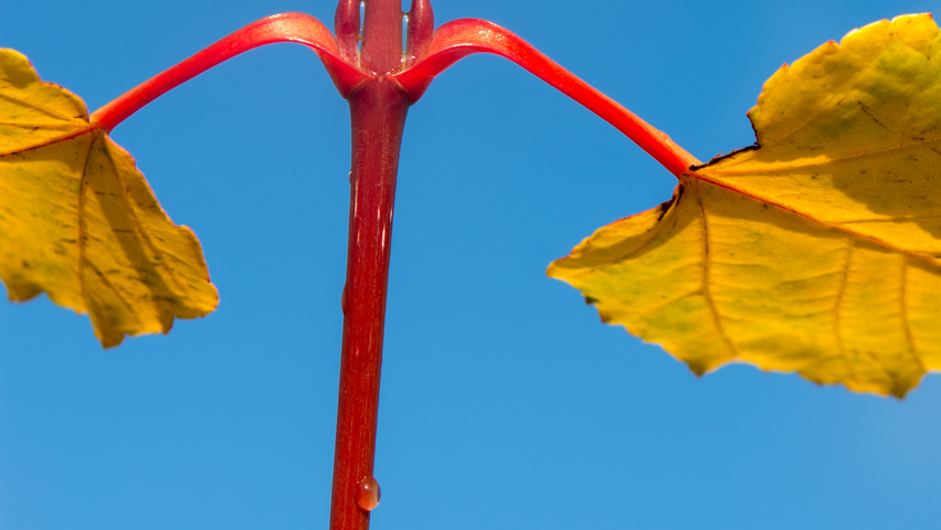 Acer capillipes twijgen