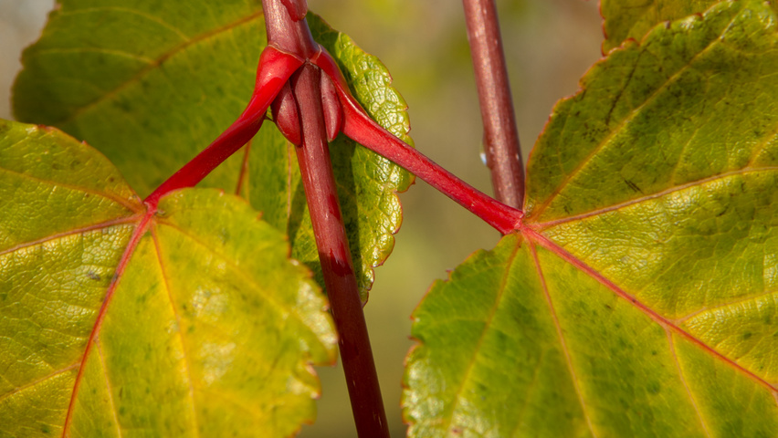 Acer capillipes twijgen