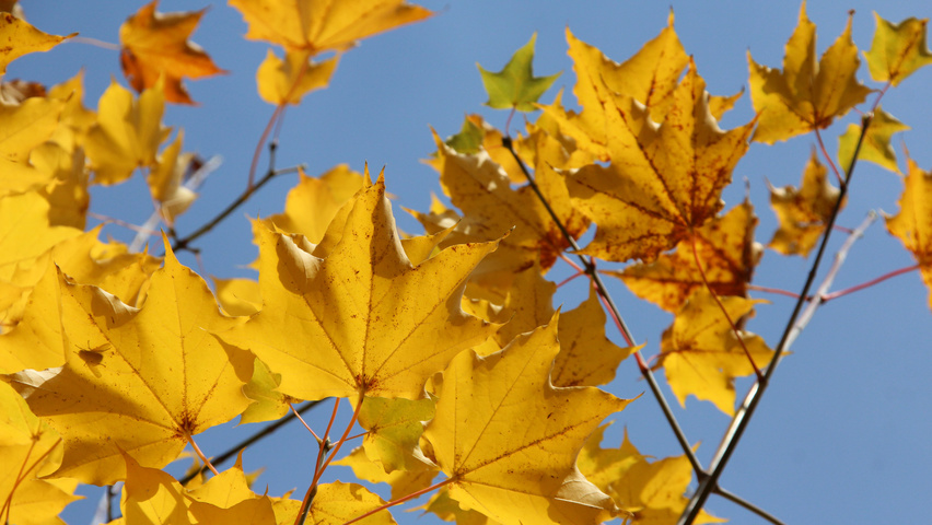 Acer cappadocicum осенняя  листьев