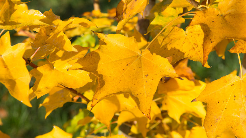 Acer cappadocicum осенняя  листьев