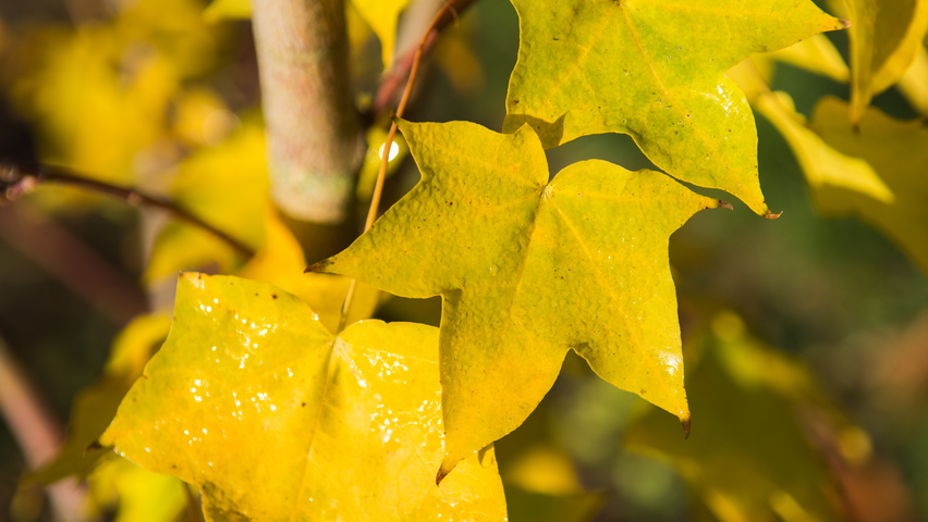 Acer cappadocicum осенняя  листьев