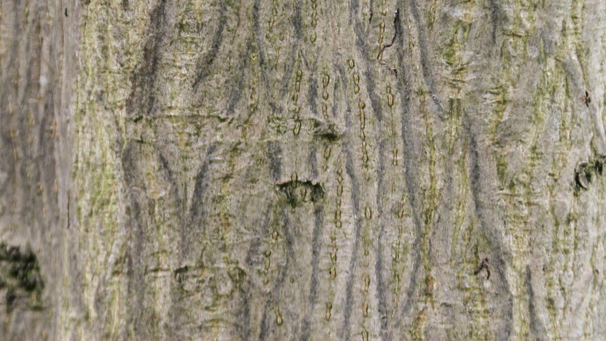 Acer cappadocicum кора