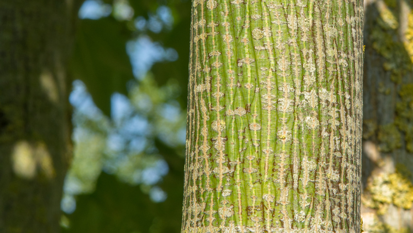 Acer cappadocicum кора