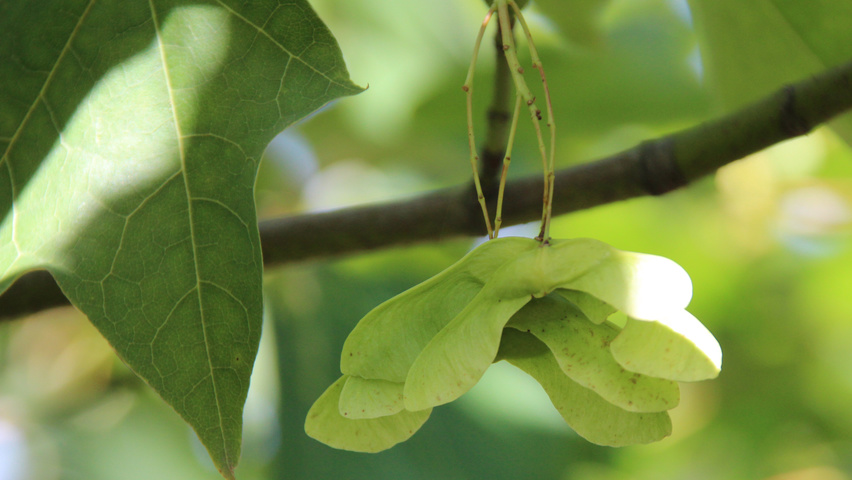 Acer cappadocicum плоды