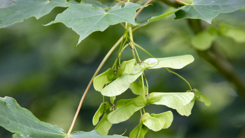 Acer cappadocicum плоды