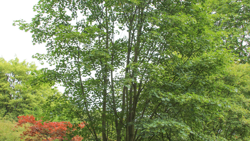 Acer cappadocicum Деревья с невысоким стволом (полустандарт)