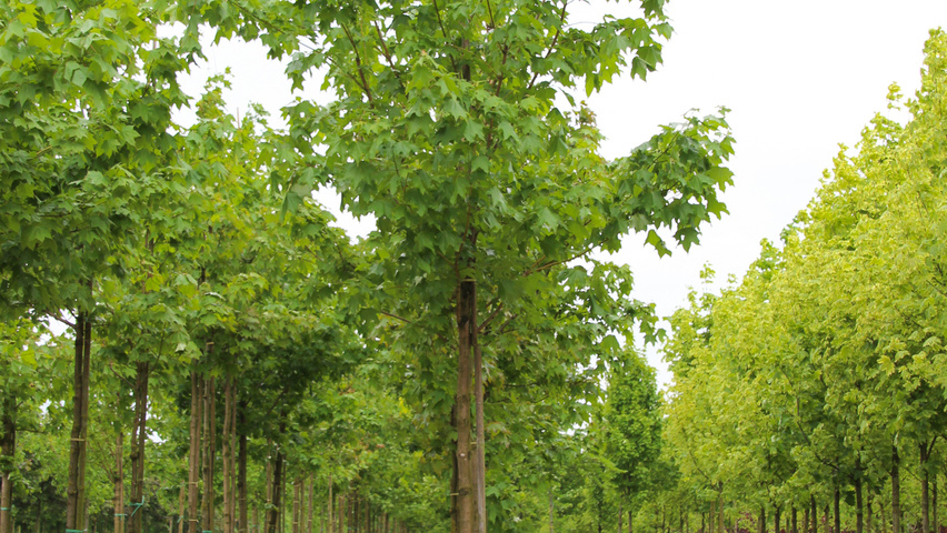 Acer cappadocicum Деревья с высоким стволом (стандарт)