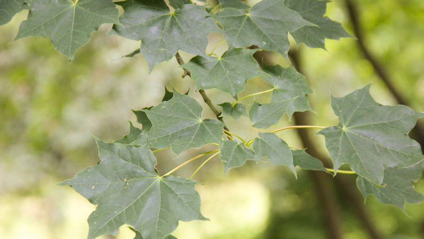 Acer cappadocicum листья