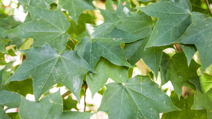 Acer cappadocicum листья